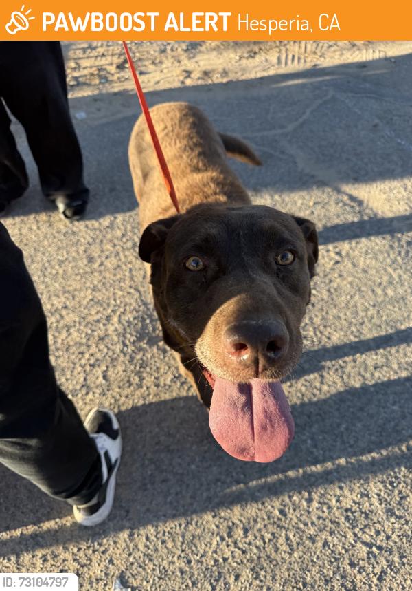 Found/Stray Male Dog last seen 10th & sultana, Hesperia, CA 92340
