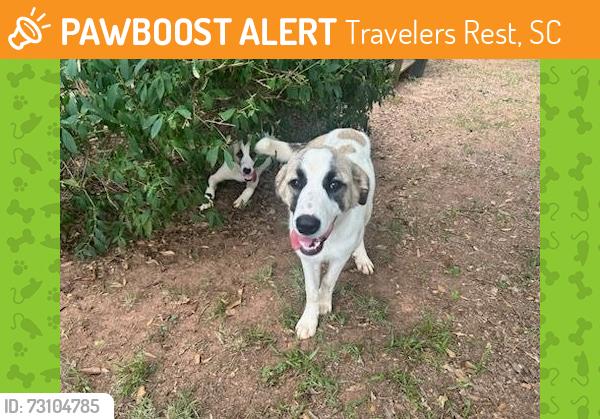 Found/Stray Male Dog last seen Benson Rd / Belvue Rd, Travelers Rest, SC, Travelers Rest, SC 29690