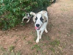 Found/Stray Male Dog last seen Benson Rd / Belvue Rd, Travelers Rest, SC, Travelers Rest, SC 29690