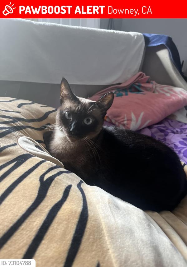 Lost Female Cat last seen Near Eleven, Downey, CA 90242