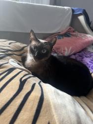 Lost Female Cat last seen Near Eleven, Downey, CA 90242