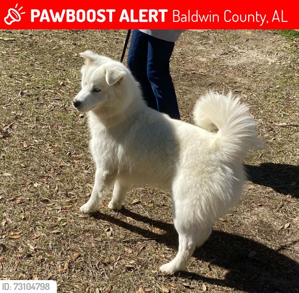 Lost Male Dog last seen Country rd 49, Baldwin County, AL 36551