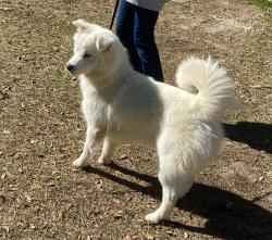 Lost Male Dog last seen Country rd 49, Baldwin County, AL 36551