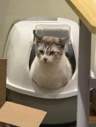 Reunited Male Cat last seen Eldred King Woodlands, Whitchurch-Stouffville, ON L4A 3M5