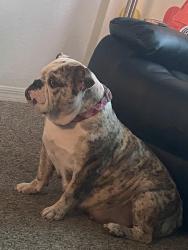Reunited Female Dog last seen Hillock and Malabar , Palm Bay, FL 32907