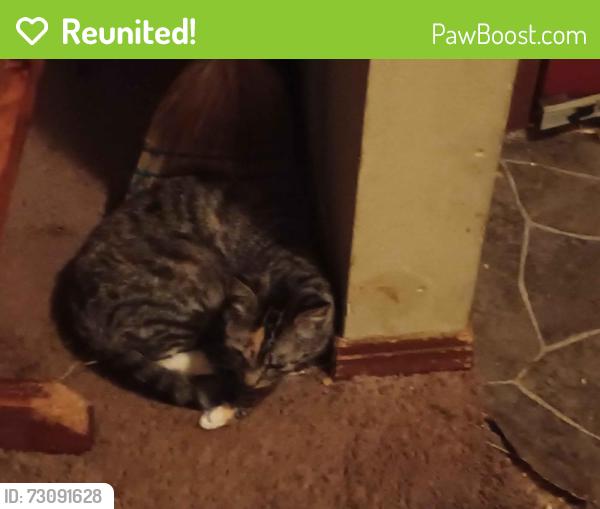 Reunited Female Cat last seen ??, Theodore, AL 36582