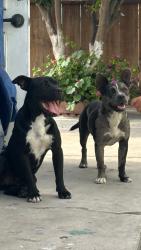 Reunited Male Dog last seen Center street and East street, Salinas, CA 93905