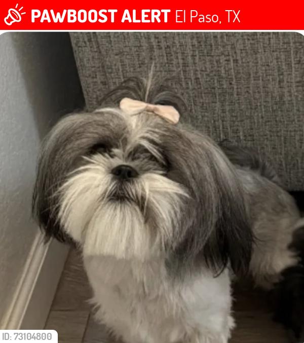 Lost Female Dog last seen Desert winds school, El Paso, TX 79928