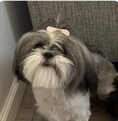 Lost Female Dog last seen Desert winds school, El Paso, TX 79928