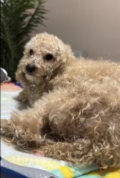 Lost Male Dog last seen Queen Anne Ave, Beltsville, MD 20705