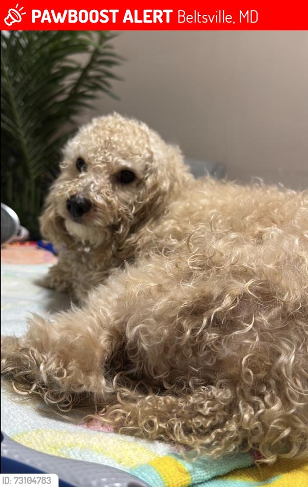 Lost Male Dog last seen Queen Anne Ave, Beltsville, MD 20705