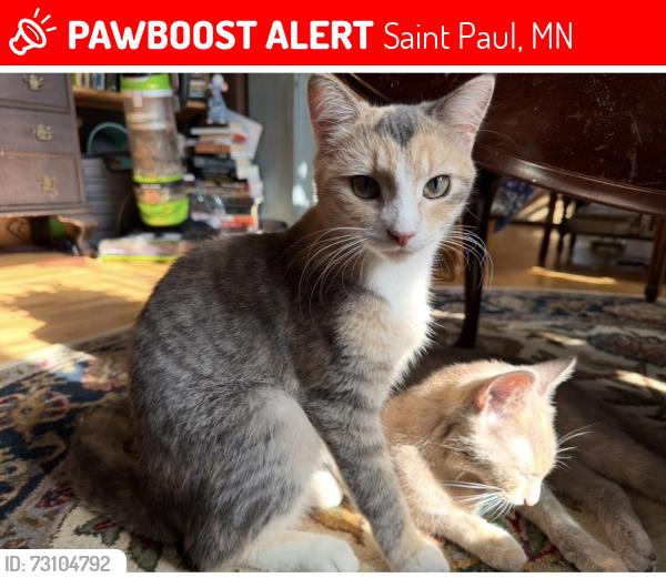 Lost Female Cat last seen Conway St. and Cypress St. N, Saint Paul, MN 55106