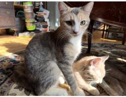 Lost Female Cat last seen Conway St. and Cypress St. N, Saint Paul, MN 55106