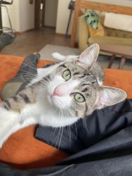 Reunited Female Cat last seen Boom Island Park, Minneapolis, MN 55413