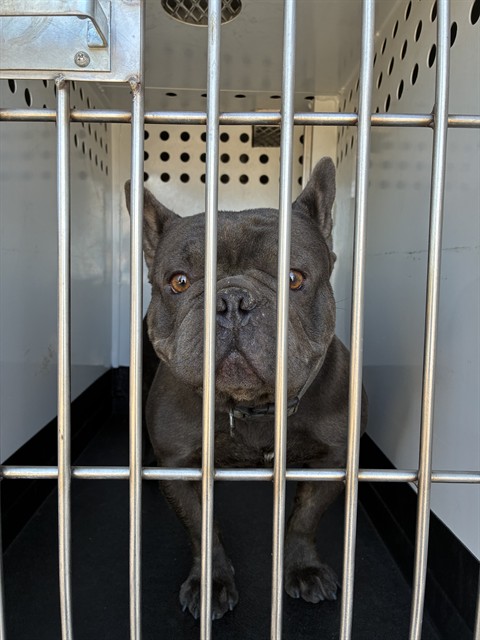 Shelter Stray Male Dog last seen Near SIDEHILL DR, SUN VALLEY NV 89433, 2825 Longley Ln Suite A, Reno, NV 89502, USA