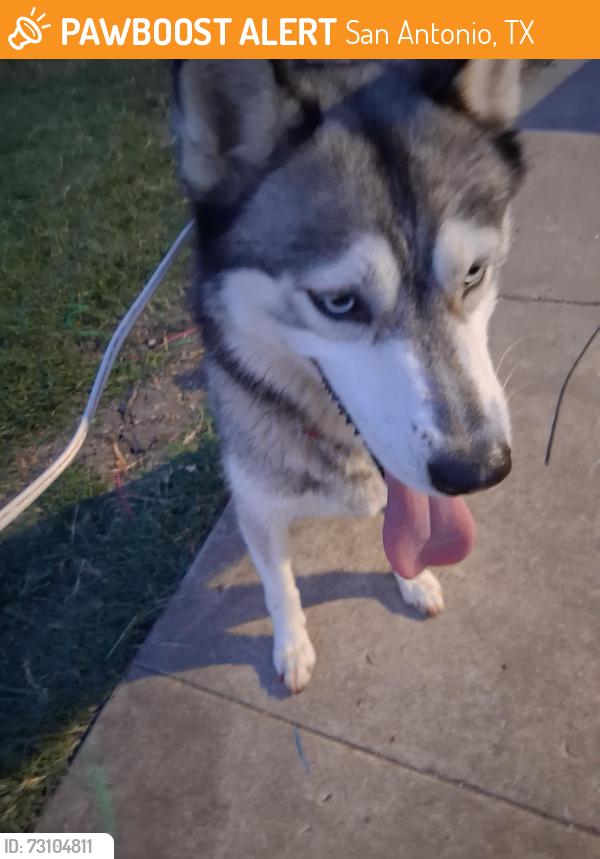 Found/Stray Female Dog last seen Ashland drive, San Antonio, TX 78218
