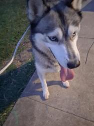 Found/Stray Female Dog last seen Ashland drive, San Antonio, TX 78218