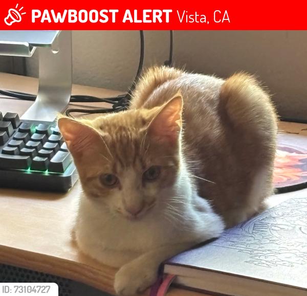 Lost Male Cat last seen West Vista Way and Valencia by 78 and Melrose off ramp, Vista, CA 92083