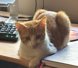 Lost Male Cat last seen West Vista Way and Valencia by 78 and Melrose off ramp, Vista, CA 92083