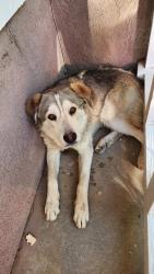 Reunited Male Dog last seen Aster Rd, Adelanto, CA 92301