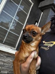 Reunited Female Dog last seen Near S Garey Ave, Pomona, CA 91766, USA, Pomona, CA 91766