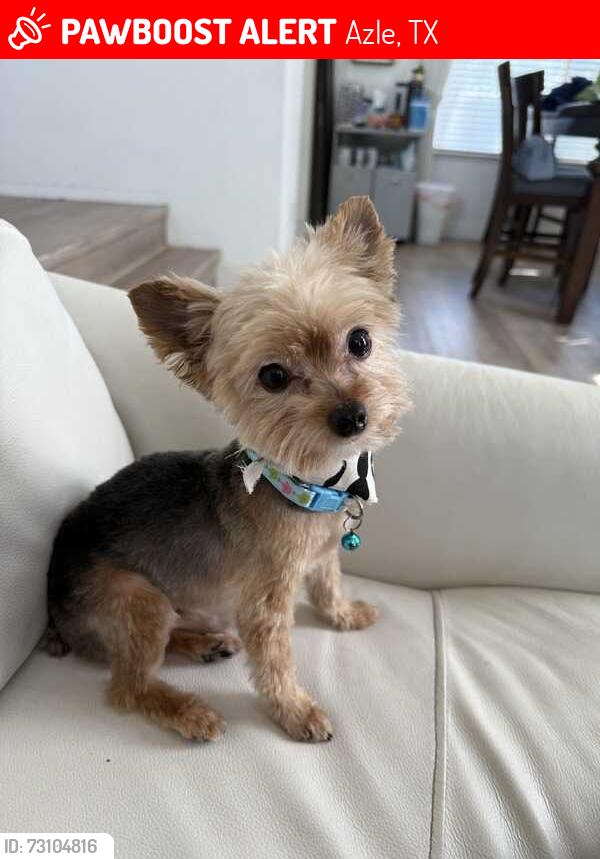 Lost Male Dog last seen near Silver Creek Azle Road, Azle, TX 76020