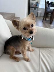 Lost Male Dog last seen near Silver Creek Azle Road, Azle, TX 76020