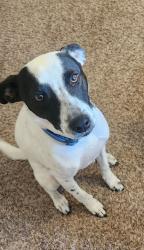 Reunited Male Dog last seen Encino Corona, Adkins, tx, Wilson County, TX 78101