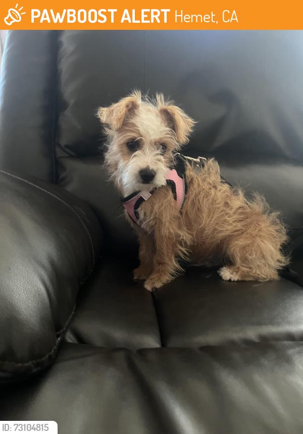 Found/Stray Male Dog last seen Orange Grove Ave and Lake St., Hemet, CA 92544
