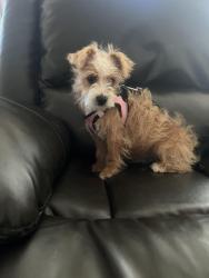 Found/Stray Male Dog last seen Orange Grove Ave and Lake St., Hemet, CA 92544