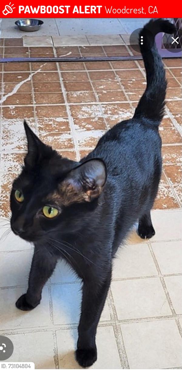 Lost Male Cat last seen Eagle Peak Road, Washington, Woodcrest, CA 92504