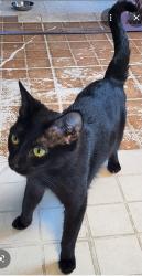 Lost Male Cat last seen Eagle Peak Road, Washington, Woodcrest, CA 92504