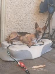 Found/Stray Female Dog last seen Decatur and washington, Las Vegas, NV 89108