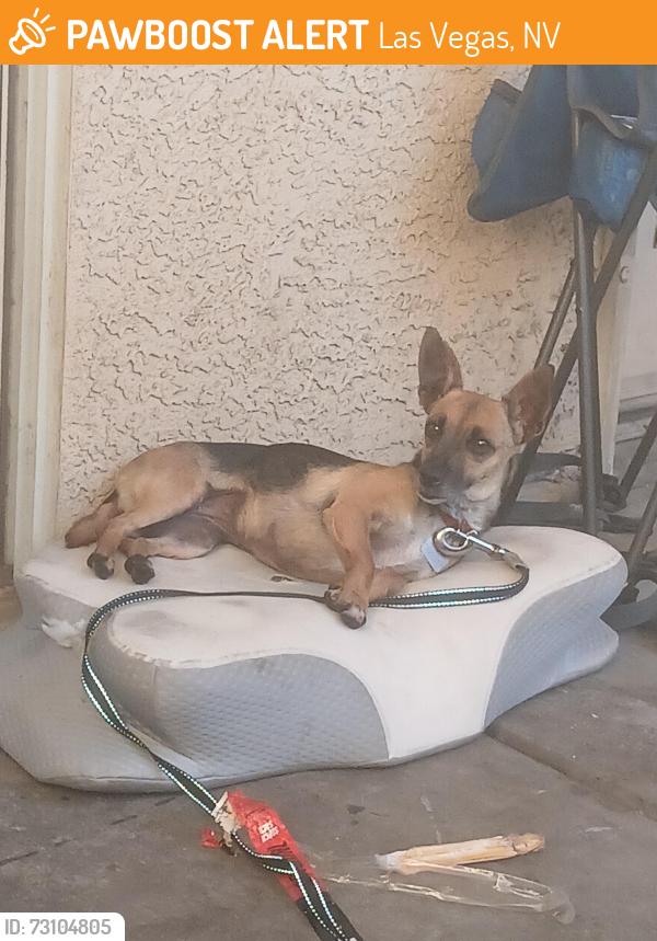 Found/Stray Female Dog last seen Decatur and washington, Las Vegas, NV 89108