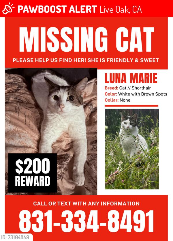 Lost Female Cat last seen Brommer, 17th Avenue, Kinsley street, train tracks, Live Oak, CA 95062