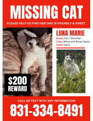 Lost Female Cat last seen Brommer, 17th Avenue, Kinsley street, train tracks, Live Oak, CA 95062
