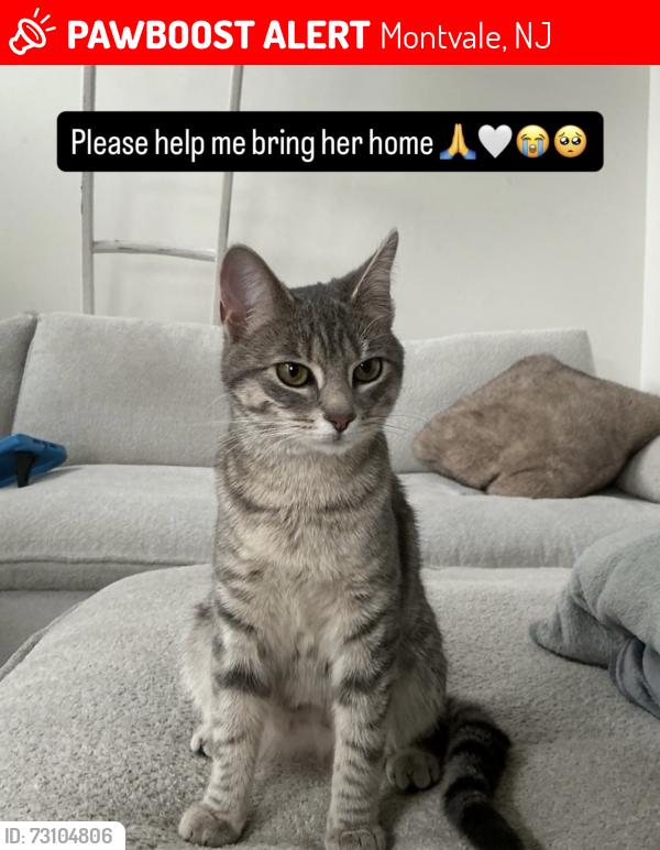 Lost Female Cat last seen Grand ave, s across from Wegmans , Montvale, NJ 07645
