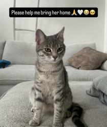 Lost Female Cat last seen Grand ave, s across from Wegmans , Montvale, NJ 07645