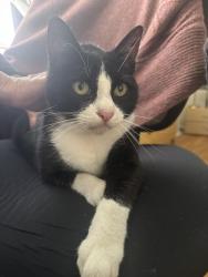 Reunited Unknown Cat last seen Bucareli Drive, San Francisco, CA 94132