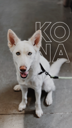Lost Female Dog last seen Inglewood Ave & Braddock Dr., Los Angeles, CA 90230