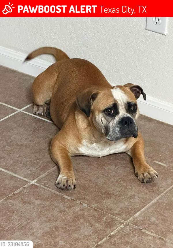 Lost Female Dog last seen Rain song neighborhood, Texas City, TX 77591