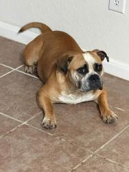 Lost Female Dog last seen Rain song neighborhood, Texas City, TX 77591