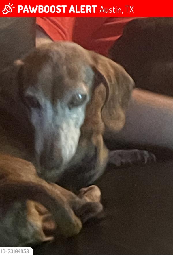 Lost Male Dog last seen fence row, Austin, TX 78744