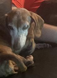 Lost Male Dog last seen fence row, Austin, TX 78744
