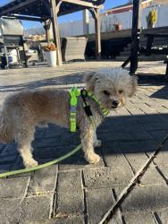Found/Stray Male Dog last seen Hole Ave & California Ave, Riverside CA 92505, Riverside, CA 92505