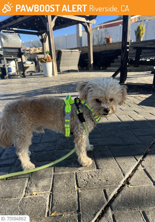 Found/Stray Male Dog last seen Hole Ave & California Ave, Riverside CA 92505, Riverside, CA 92505