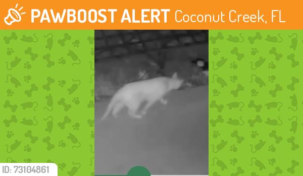 Found/Stray Unknown Cat last seen Centura Parc, Coconut Creek, FL 33066