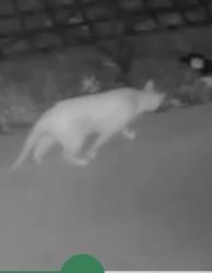 Found/Stray Unknown Cat last seen Centura Parc, Coconut Creek, FL 33066