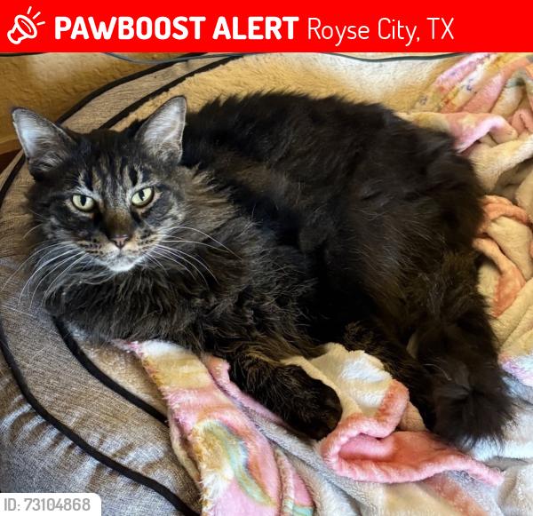 Lost Male Cat last seen Near & Graham Trail, Royse City, TX 75189