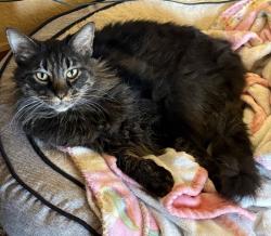 Lost Male Cat last seen Near & Graham Trail, Royse City, TX 75189